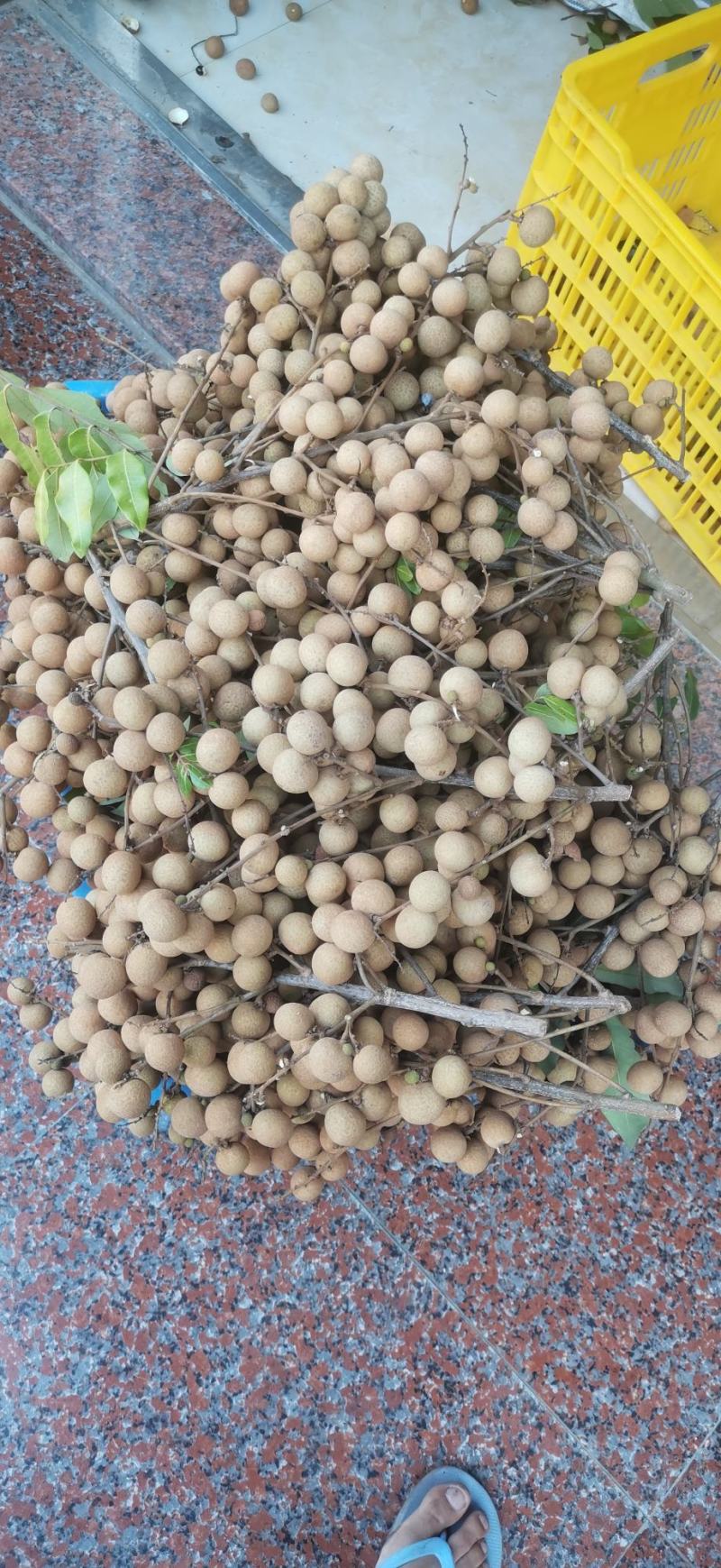 广西平南正宗石硖龙眼，核小肉多，脆甜可口一手货源价格实惠
