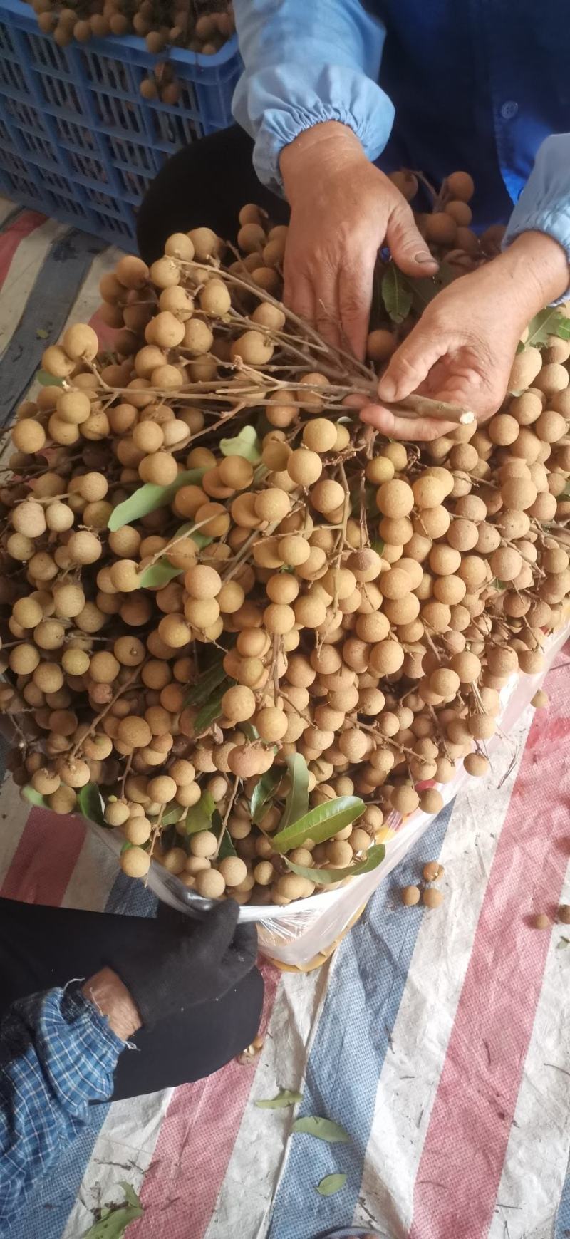 广西平南正宗石硖龙眼，核小肉多，脆甜可口一手货源价格实惠
