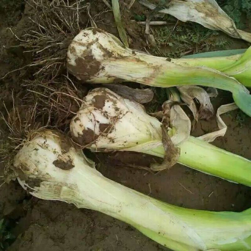 长白鸡腿葱大头葱香葱种子四季播蔬菜种孑长白疙瘩大葱籽