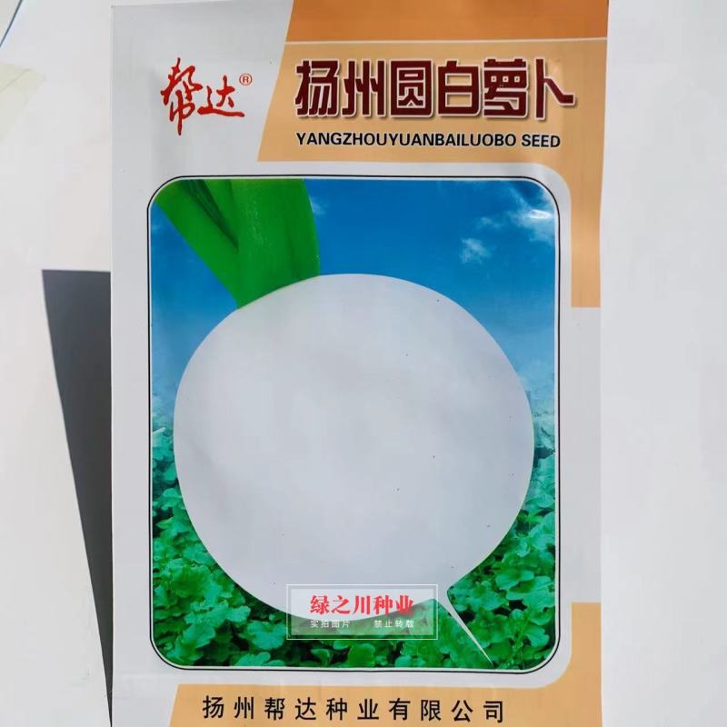 扬州圆白萝卜种子大田专用品种花叶近球形秋萝卜种子早熟