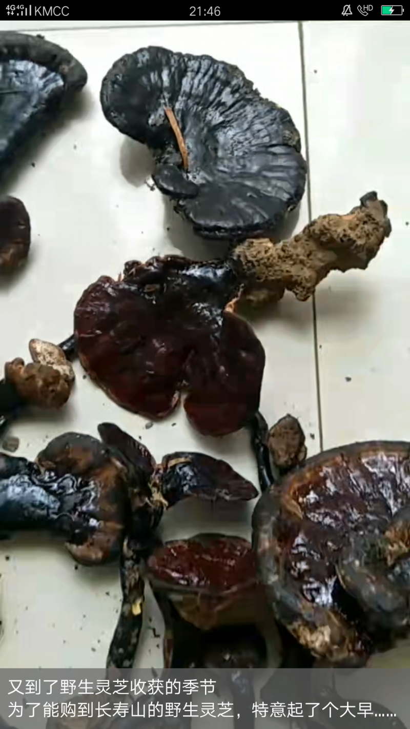 巴马长寿山野生灵芝