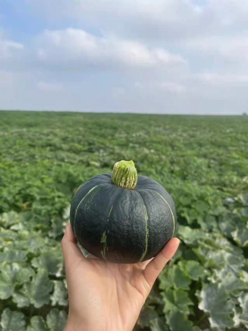 平度贝贝南瓜常年有货！！！！！！！！！！！！！！！！！