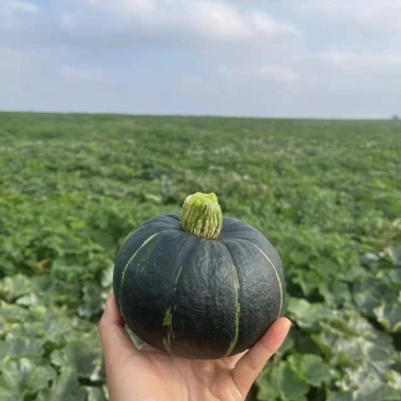 平度贝贝南瓜常年有货！！！！！！！！！！！！！！！！！