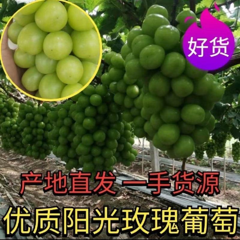 【欢迎电话咨询】湖南阳光玫瑰葡萄晴王香印大量上市