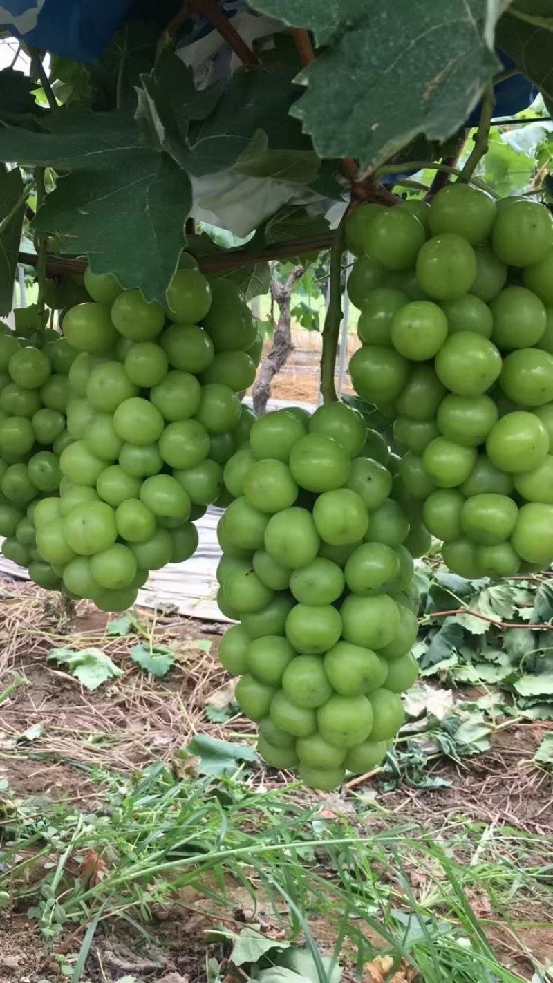 【欢迎电话咨询】湖南阳光玫瑰葡萄晴王香印大量上市