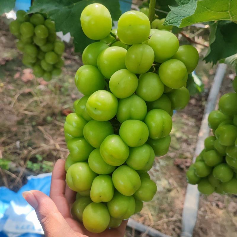 【欢迎电话咨询】湖南阳光玫瑰葡萄晴王香印大量上市