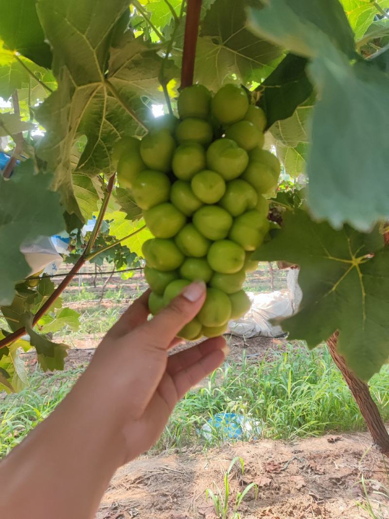 【欢迎电话咨询】湖南阳光玫瑰葡萄晴王香印大量上市