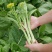早白菜苔种子青菜种籽甜菜苔菜心农家蔬菜阳台盆栽春秋季四季