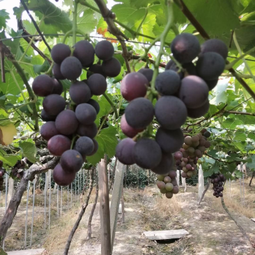 无催熟，自家种植，不是大批量果农