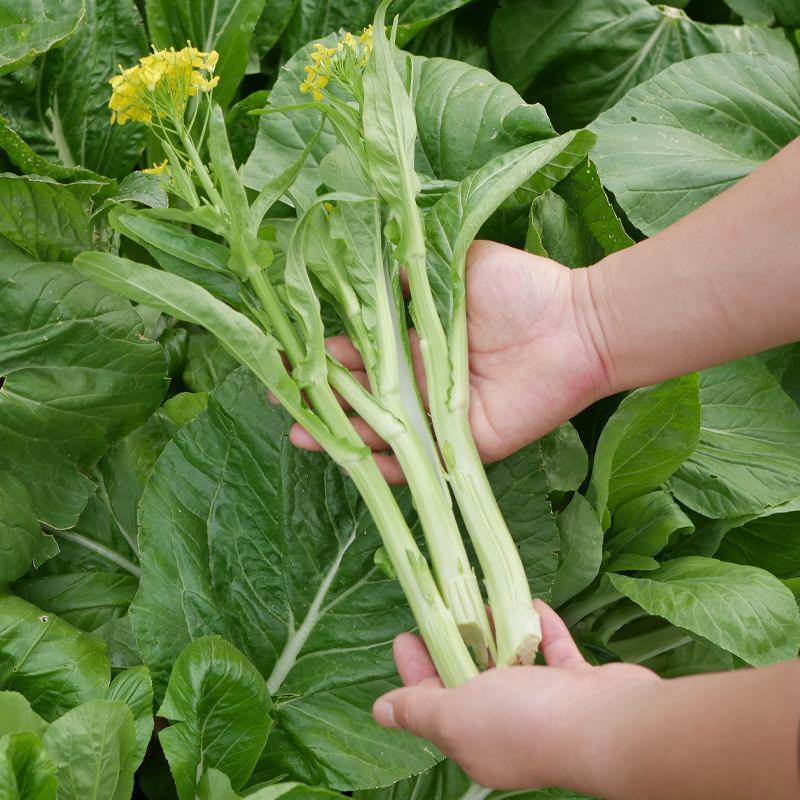 早白菜苔种子青菜种籽甜菜苔菜心农家蔬菜阳台盆栽春秋季四季