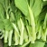 早白菜苔种子青菜种籽甜菜苔菜心农家蔬菜阳台盆栽春秋季四季