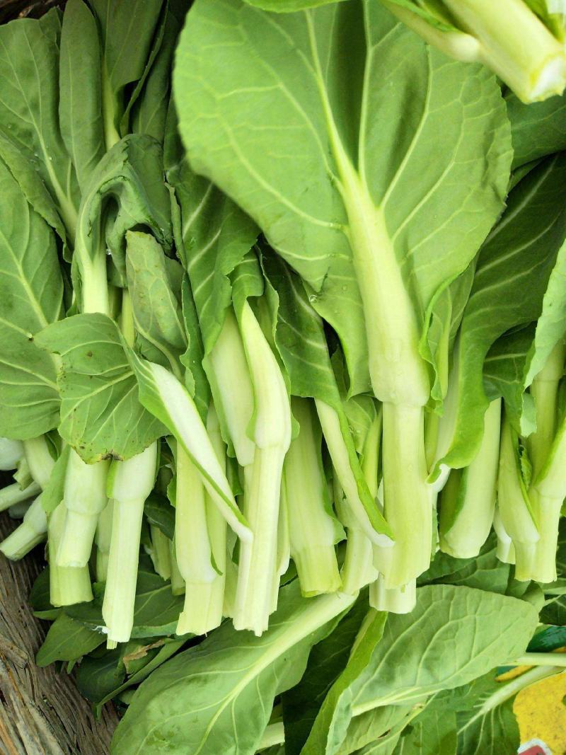 早白菜苔种子青菜种籽甜菜苔菜心农家蔬菜阳台盆栽春秋季四季