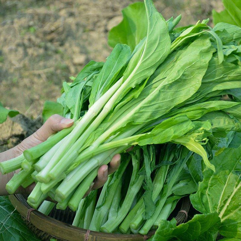 早白菜苔种子青菜种籽甜菜苔菜心农家蔬菜阳台盆栽春秋季四季