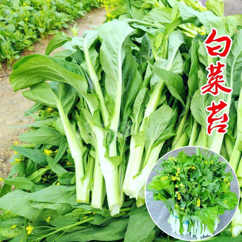 早白菜苔种子青菜种籽甜菜苔菜心农家蔬菜阳台盆栽春秋季四季