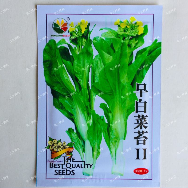 早白菜苔种子青菜种籽甜菜苔菜心农家蔬菜阳台盆栽春秋季四季