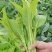 早白菜苔种子青菜种籽甜菜苔菜心农家蔬菜阳台盆栽春秋季四季