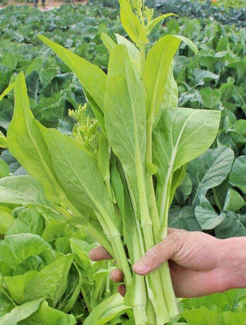 早白菜苔种子青菜种籽甜菜苔菜心农家蔬菜阳台盆栽春秋季四季