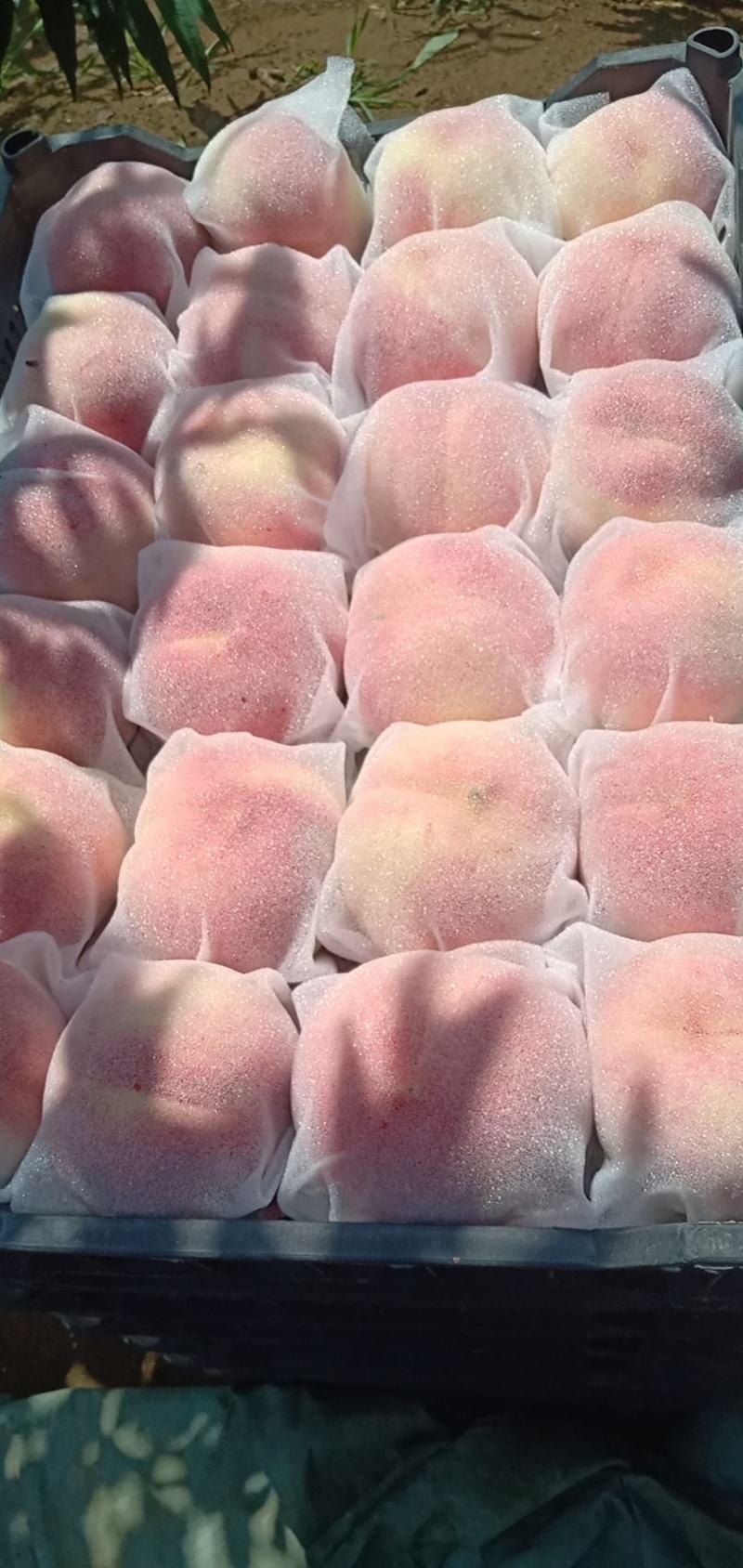 桃