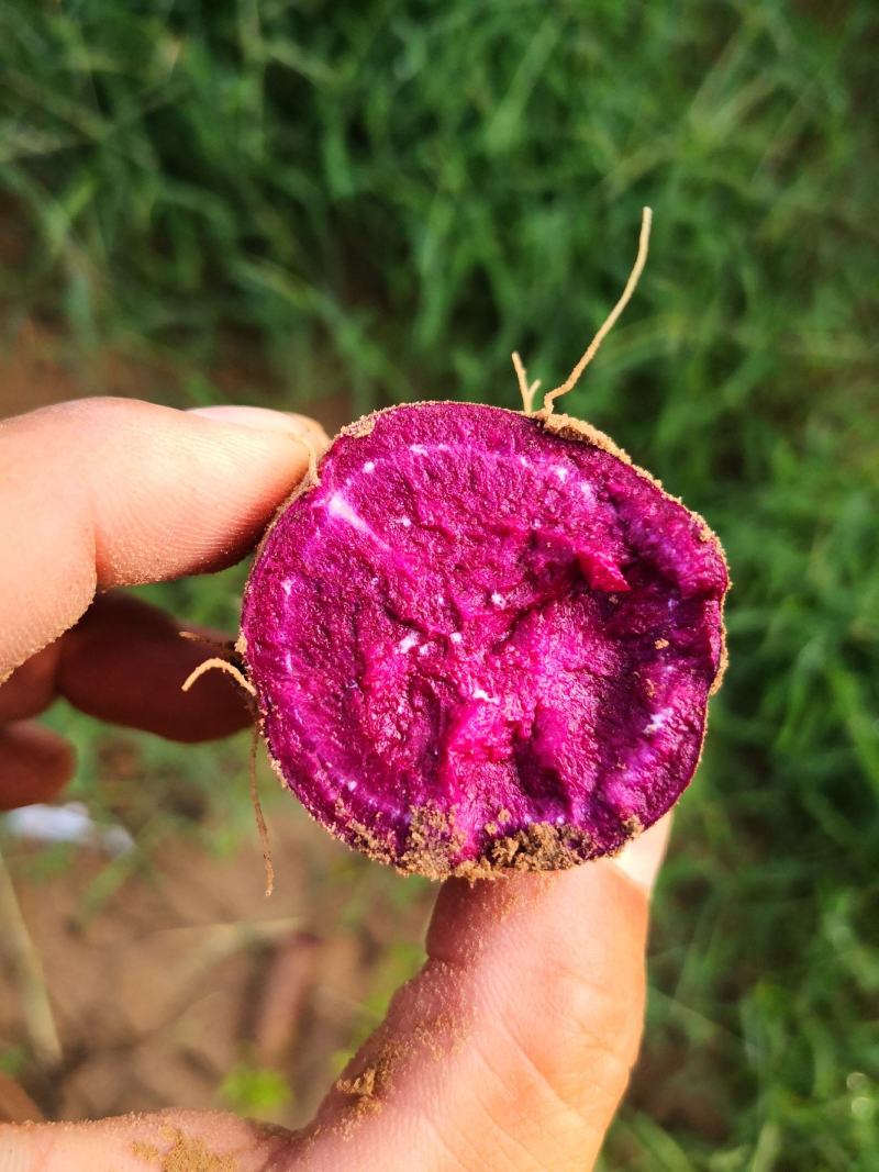 雄安蜜薯，龙九，济薯，大量供应