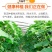 【一件代发】正宗贝贝南瓜老瓜麻籽/惠和/进口粉面香甜