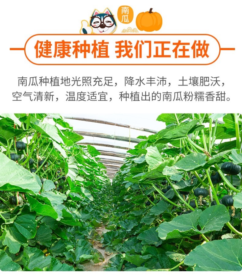 【一件代发】正宗贝贝南瓜老瓜麻籽/惠和/进口粉面香甜
