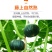 【一件代发】正宗贝贝南瓜老瓜麻籽/惠和/进口粉面香甜