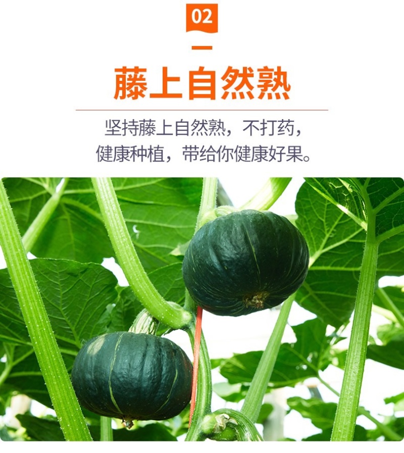 【一件代发】正宗贝贝南瓜老瓜麻籽/惠和/进口粉面香甜