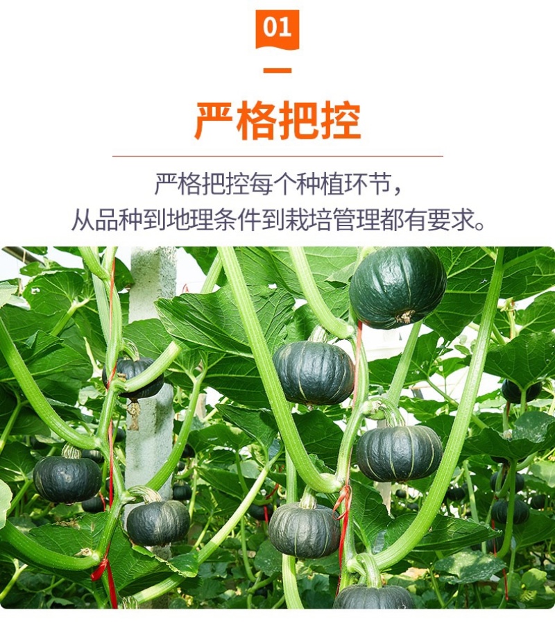 【一件代发】正宗贝贝南瓜老瓜麻籽/惠和/进口粉面香甜