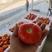 精品高山西红柿一手货源实力供应专业对接市场欢迎考察致电
