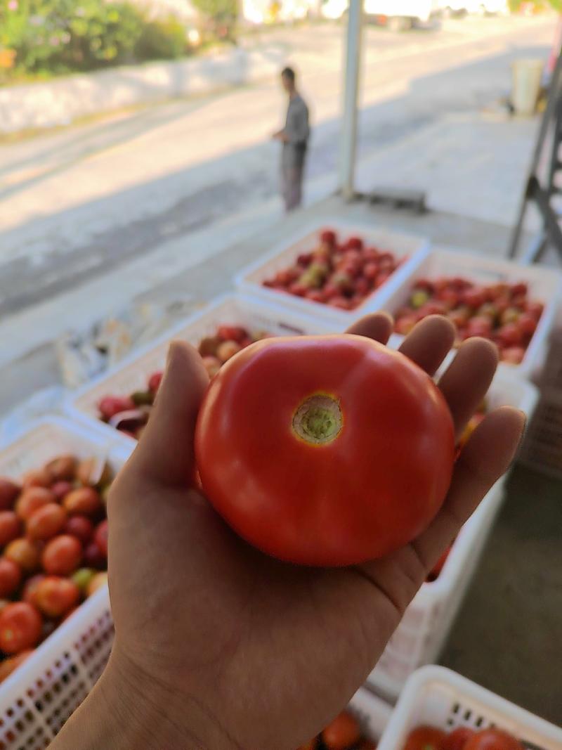 精品高山西红柿一手货源实力供应专业对接市场欢迎考察致电