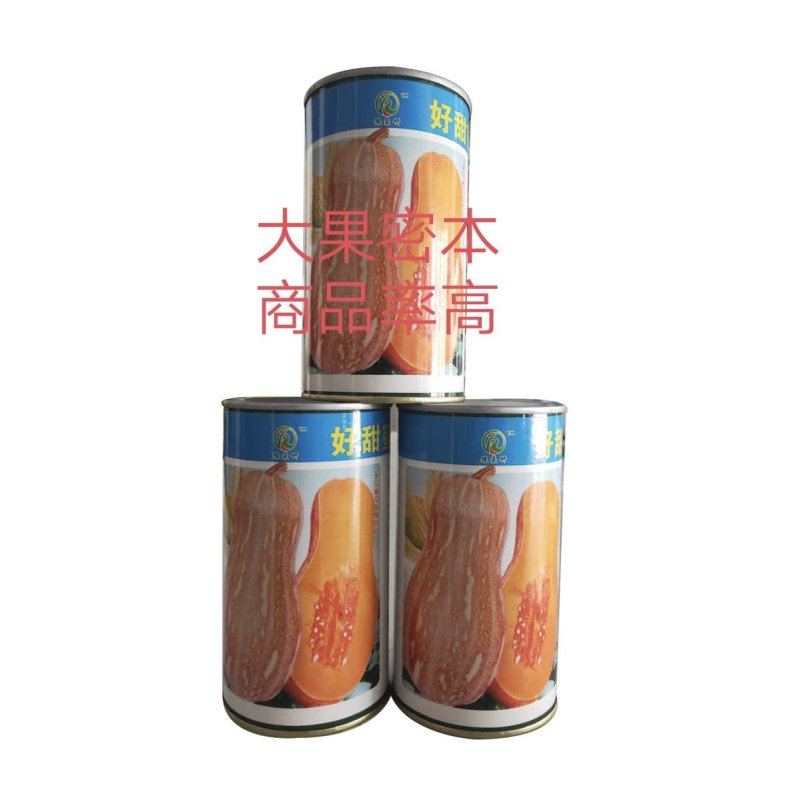 好甜蜜本南瓜种子甜面适合能力强抗病性强水分少