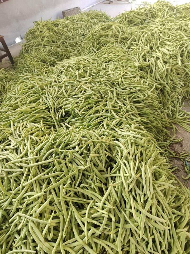 高山精品四季豆实力供应对接市场电商平台一手货源欢迎考察