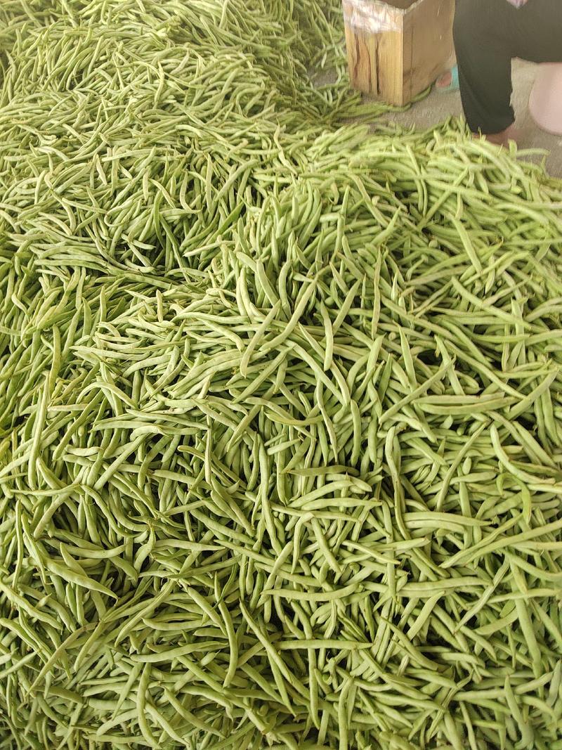 高山精品四季豆实力供应对接市场电商平台一手货源欢迎考察