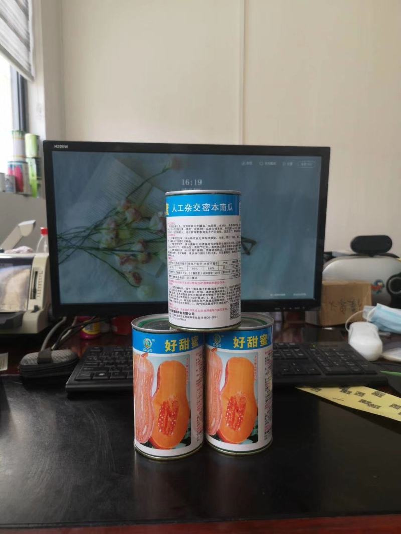 好甜蜜本南瓜种子甜面适合能力强抗病性强水分少