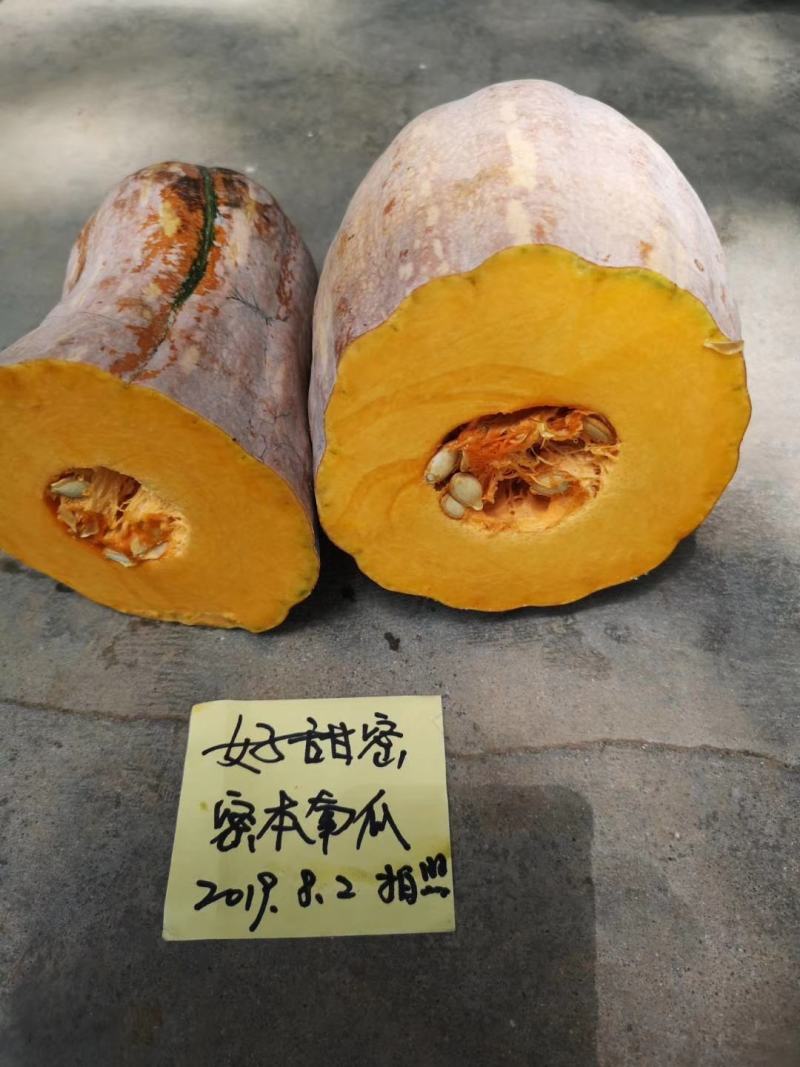 好甜蜜本南瓜种子甜面适合能力强抗病性强水分少