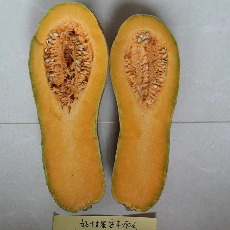 好甜蜜本南瓜种子甜面适合能力强抗病性强水分少