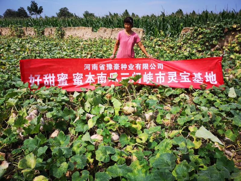 好甜蜜本南瓜种子甜面适合能力强抗病性强水分少