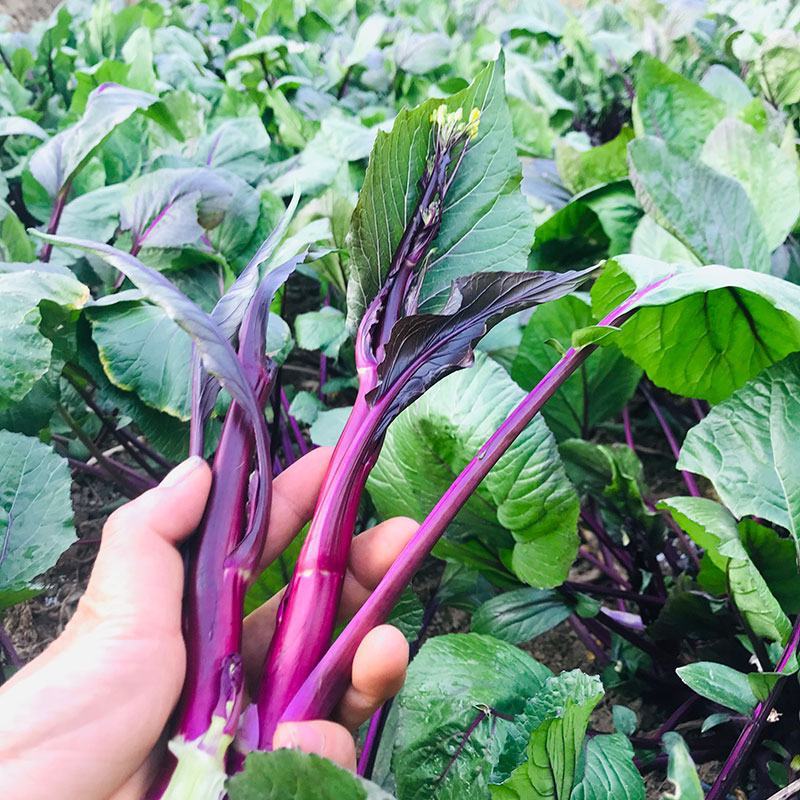龙盛油亮七星剑红菜苔种籽耐热抗病菜心红菜花种子南方菜种孑