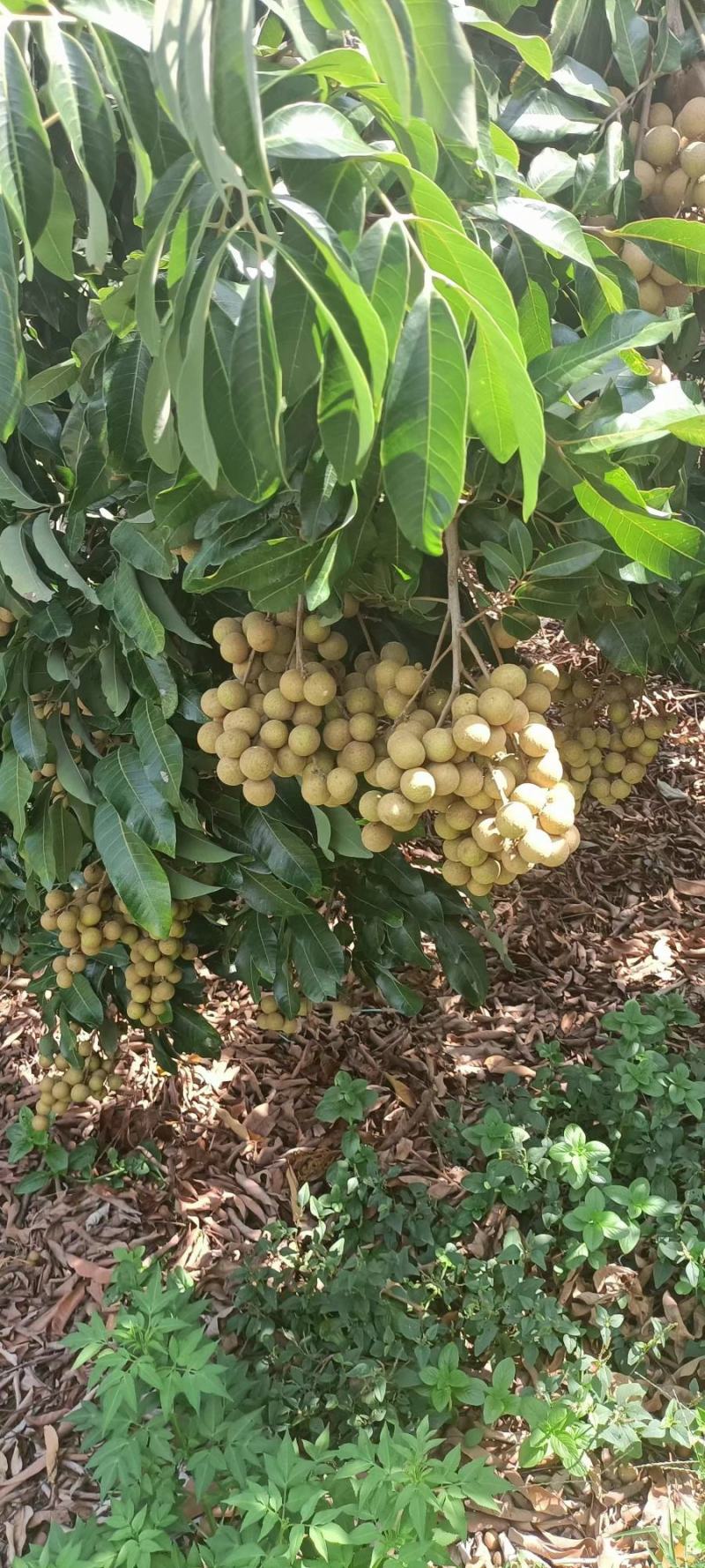 广东龙眼饶平草埔龙眼草菇龙眼欢迎工厂加工果对接
