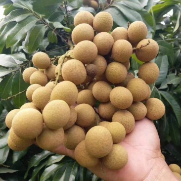 广东龙眼饶平草埔龙眼草菇龙眼欢迎工厂加工果对接