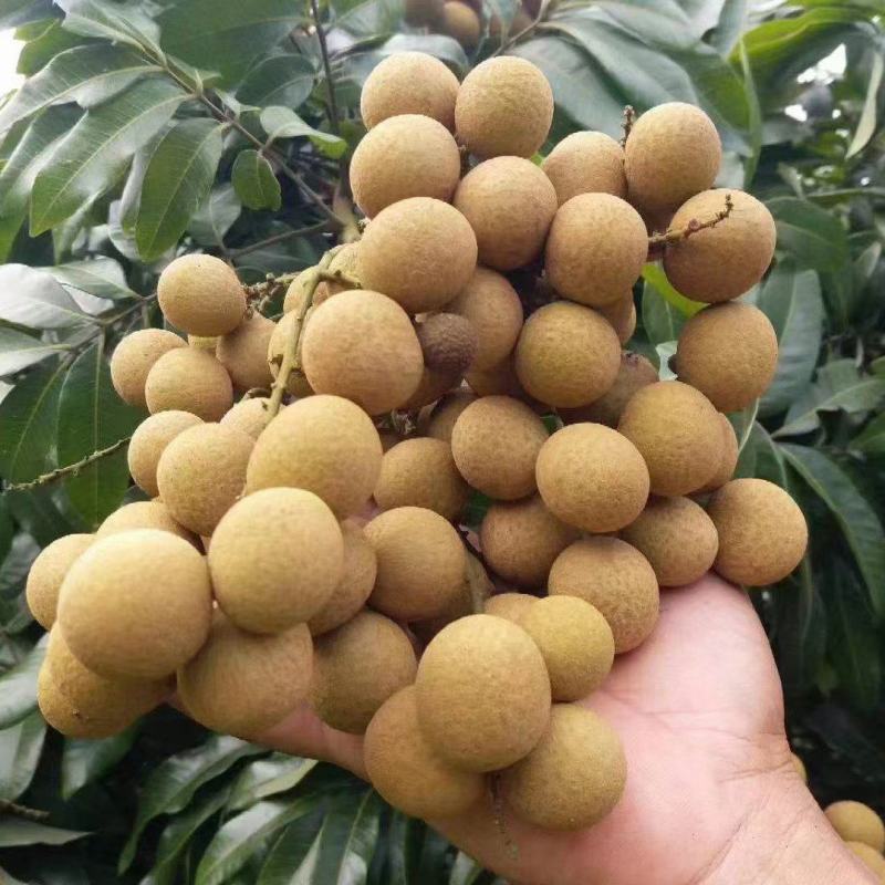 广东龙眼饶平草埔龙眼草菇龙眼欢迎工厂加工果对接