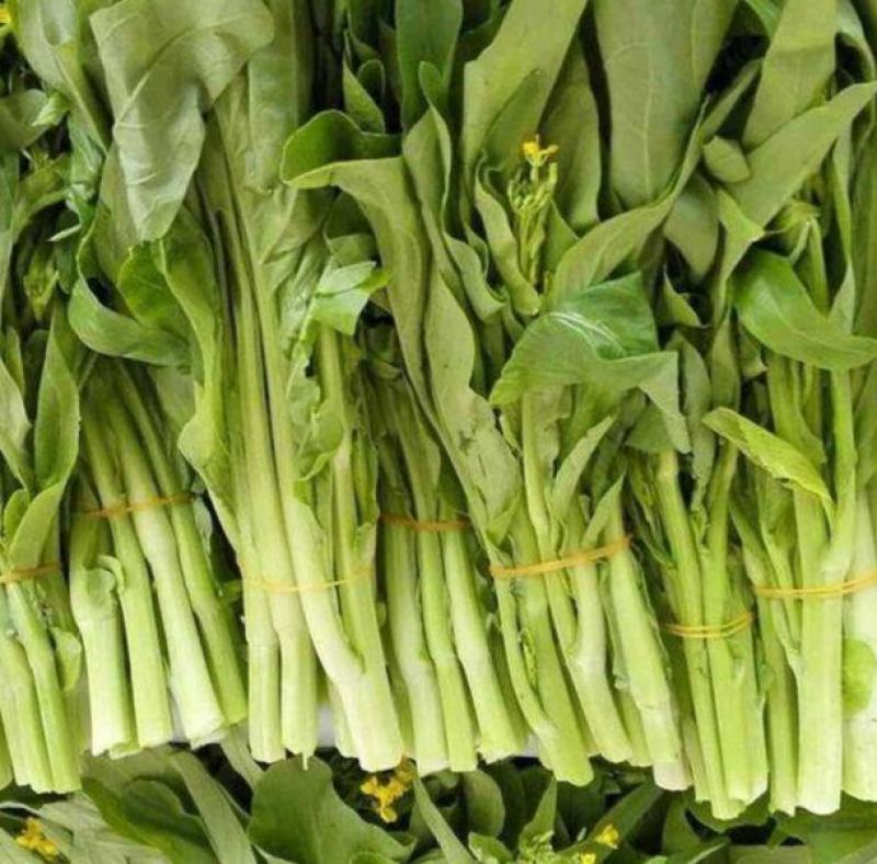 千里颂翠玉白菜苔种子中晚熟小叶御菜红菜苔种籽春秋早熟耐寒