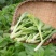 千里颂翠玉白菜苔种子中晚熟小叶御菜红菜苔种籽春秋早熟耐寒