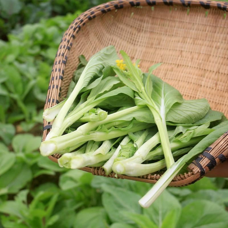 千里颂翠玉白菜苔种子中晚熟小叶御菜红菜苔种籽春秋早熟耐寒
