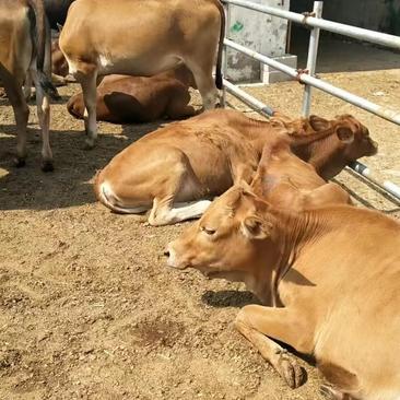 鲁西黄牛犊，改良牛犊，十头全国免费运输到家，货到付款