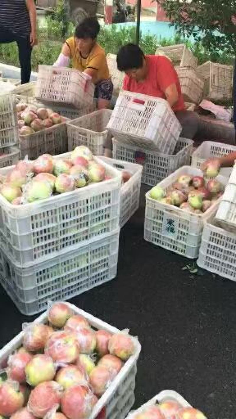 山东早熟苹果【美八红露华硕嘎啦】产地一手货源冰糖心保质量