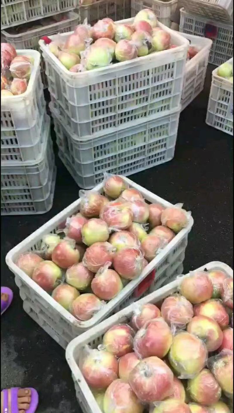 山东早熟苹果【美八红露华硕嘎啦】产地一手货源冰糖心保质量