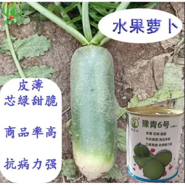 豫青6号水果萝卜种子口感好商品性好抗病能力强