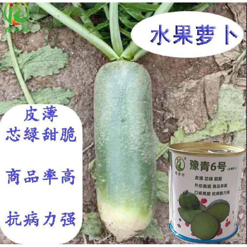 豫青6号水果萝卜种子口感好商品性好抗病能力强
