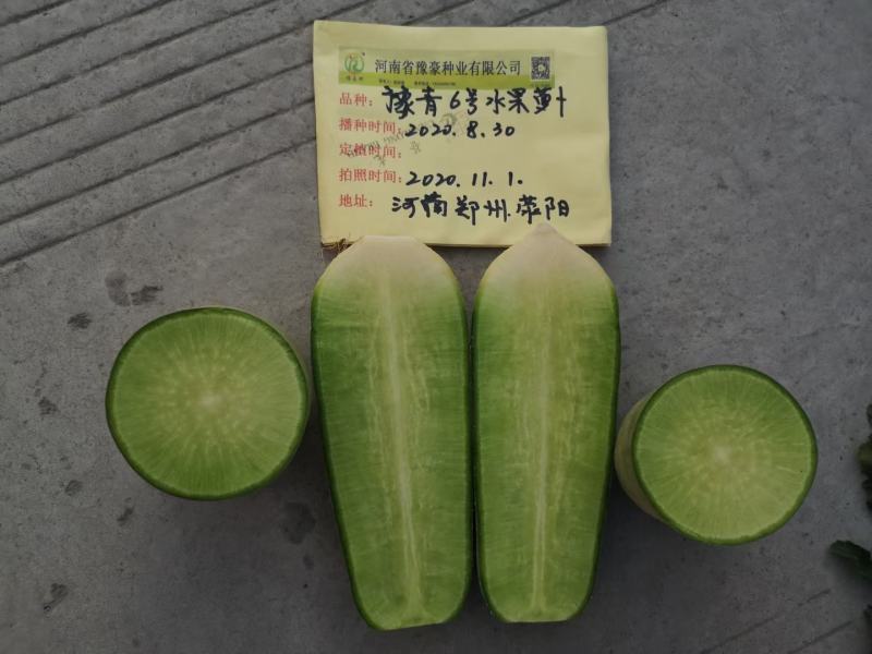 豫青6号水果萝卜种子口感好商品性好抗病能力强